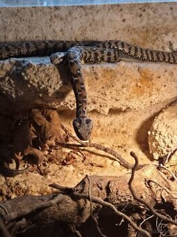 Montivipera wagneri