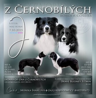 Border kolie (border collie)/ PP FCI