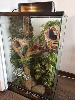 Terárium + pagekon
