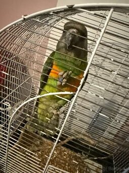 Papoušek senegalský - 1