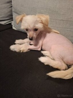 Chlapecek cinsky chocholaty pes - 1