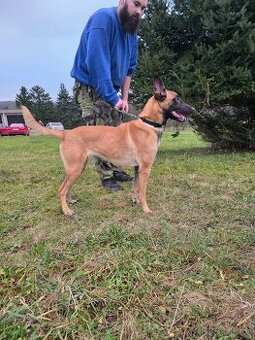 Belgický ovčák malinois