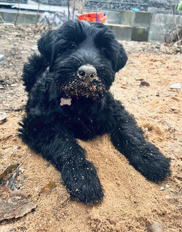 Knírač velký černý - pejsek s PP