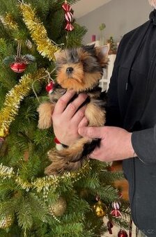 Jorkšírský terier