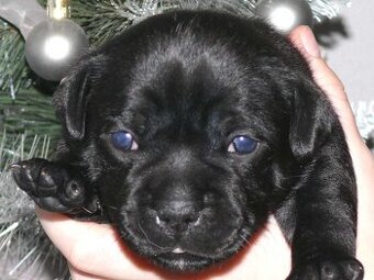 Stafordšírský bulteriér (Staffordshire Bull Terrier)