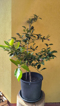 Prodám plodící citroník MEYER (č.68a)