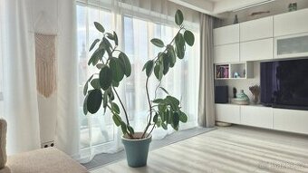 Prodám fikus výška 195 cm