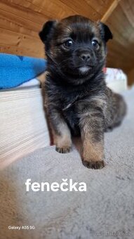 Jorkšírský teriér X čivava