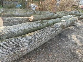 Lípové dřevo kmeny - 1