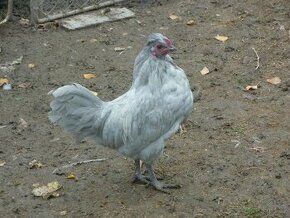 ARAUCANA LAVENDR