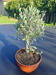 Olivovník evropský – bonsaj