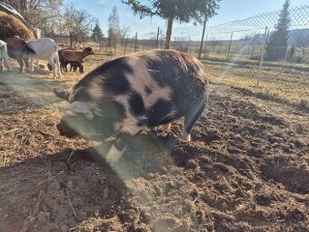 Kaneček Kune Kune