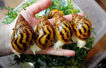 Afričtí šneci Achatina Nigeria Albino body - mláďata