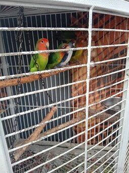 Agapornis - 1