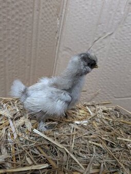 Kuřátka - hedvábnička zdrobnělá POSLEDNÍ DVĚ - 1