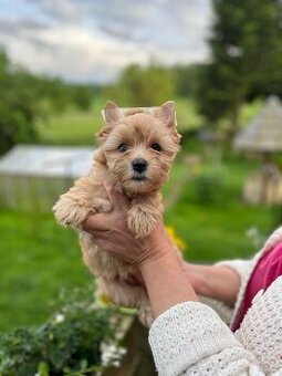 Fenka Tiffany yorkshire terrier golddust - 1
