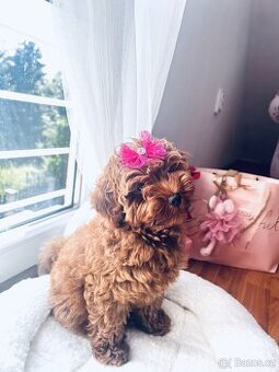 Maltipoo holčička