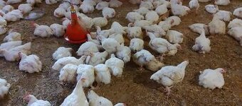 Výprodej farmářských kuřat