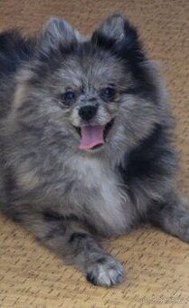 Pomeranian pejsek bez PP