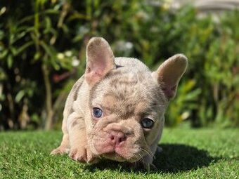 Francouzský buldoček,francuzsky,french bulldog