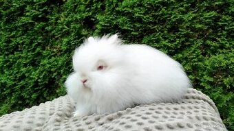 Zakrslý králík, králíček -(TEDDY)-ONDŘEJ