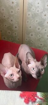 Kanadský sphynx bez PP