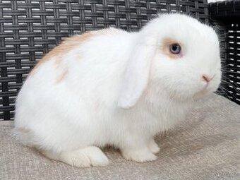 Volná samička - Anglický Zakrslý Beránek MiniLop🍑🧡🤍