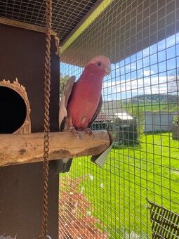 Kakadu růžový samec