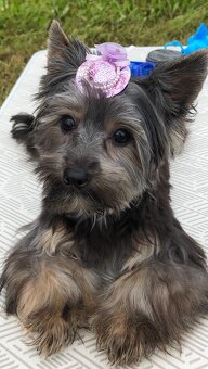 Krytí Jorkšír teriér s PP