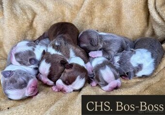 Bostonský teriér s PP