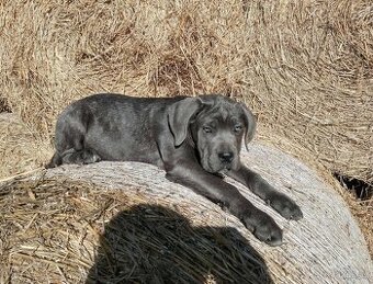 Cane Corso ihned k odběru