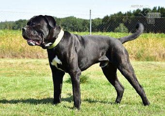 Darujeme nalezeného křížence bandoga