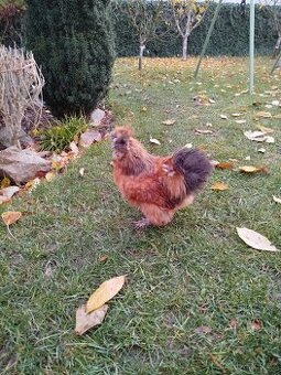 Hedvabnicka kohout 🐓