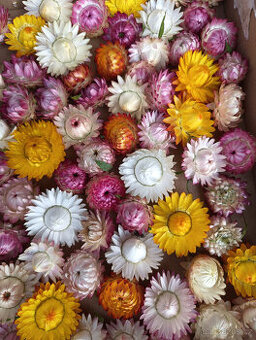 sušené hlavičky slaměnek