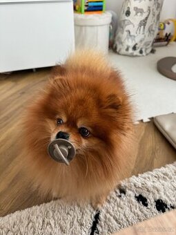 Pomeranian s rodokmenem ke krytí