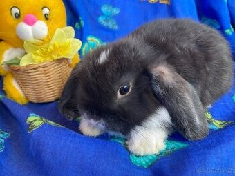 MIMINKA  roztomilých zakrslých beránků ML/ST - velká radost