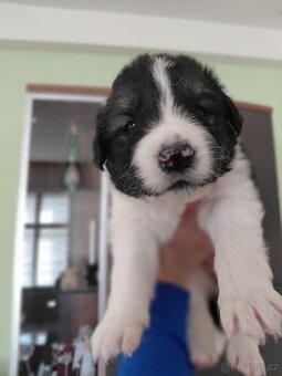 Prodám krásná  štěňata