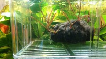 Leknín egyptský červený