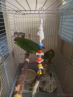 Kakariki s komplet vybavením - spěchá