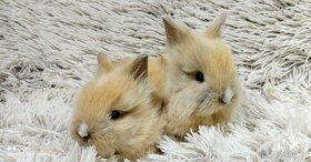Zakrslý králík, králíček-(TEDDY)-DARWIN A DARIA