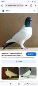 Prodám holuby Slezských barevnohlávků
