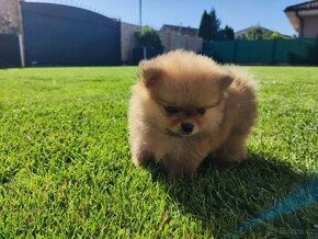 Mini pomeranian