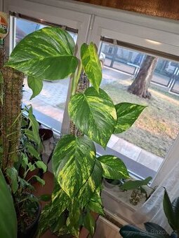 Epipremnum aureum hicolor