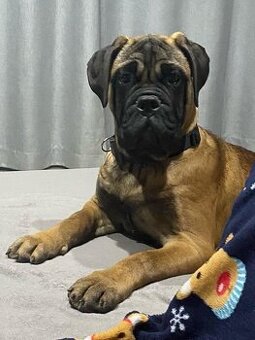 BULLMASTIFF šteniatka