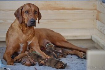 Rhodesky Ridgeback