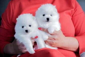 Pomeranian s PP