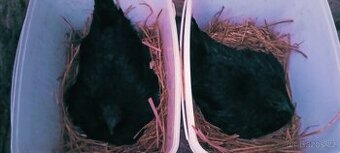 Kvočna ayam cemani - 1