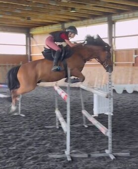 Sportovní pony