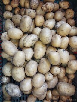 Bio zelenina