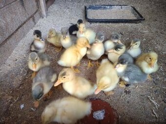 Káčata mixáčci ( pekingská x Saská)